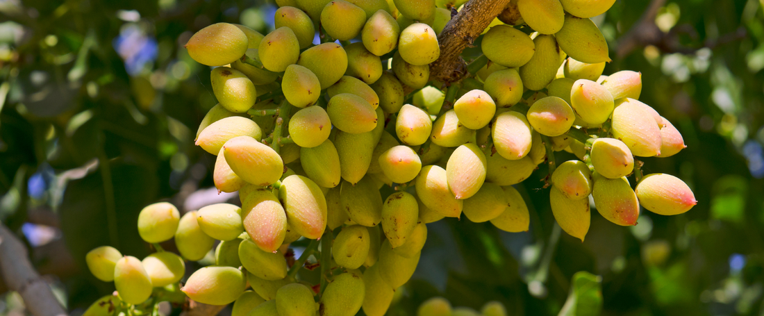 Pistachios: A Clearer View on Eye Health