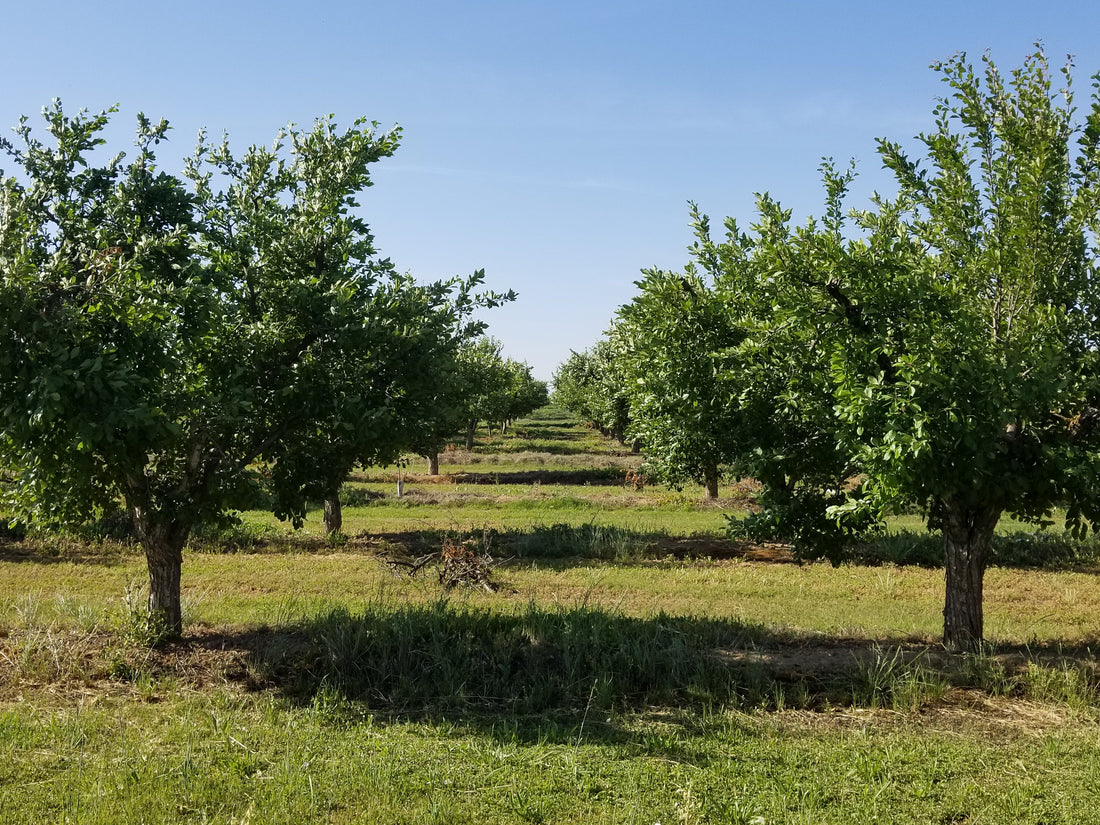 The Ultimate California Nut Guide: Harvest Seasons, Storage Truths, and Red Walnuts vs. Chandler Walnuts