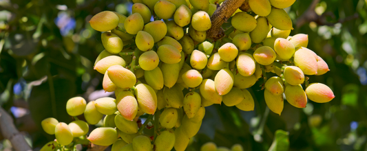 Pistachios: A Clearer View on Eye Health