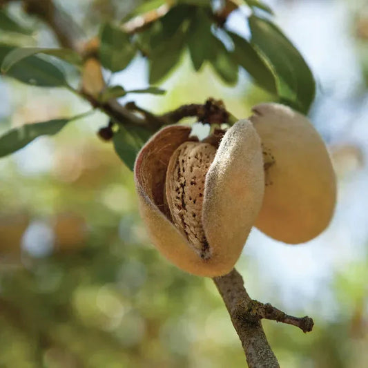 In-shell almond still on tree branch and encased in its split hull