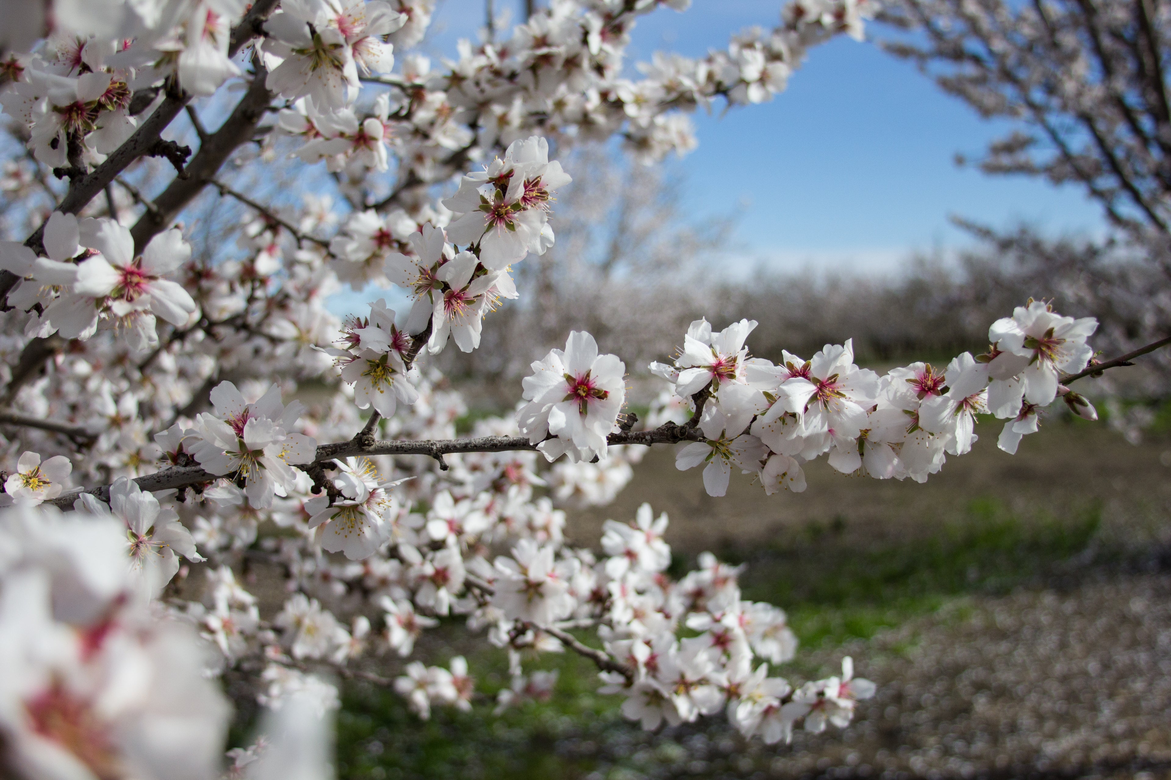 California Almond Tree in bloom