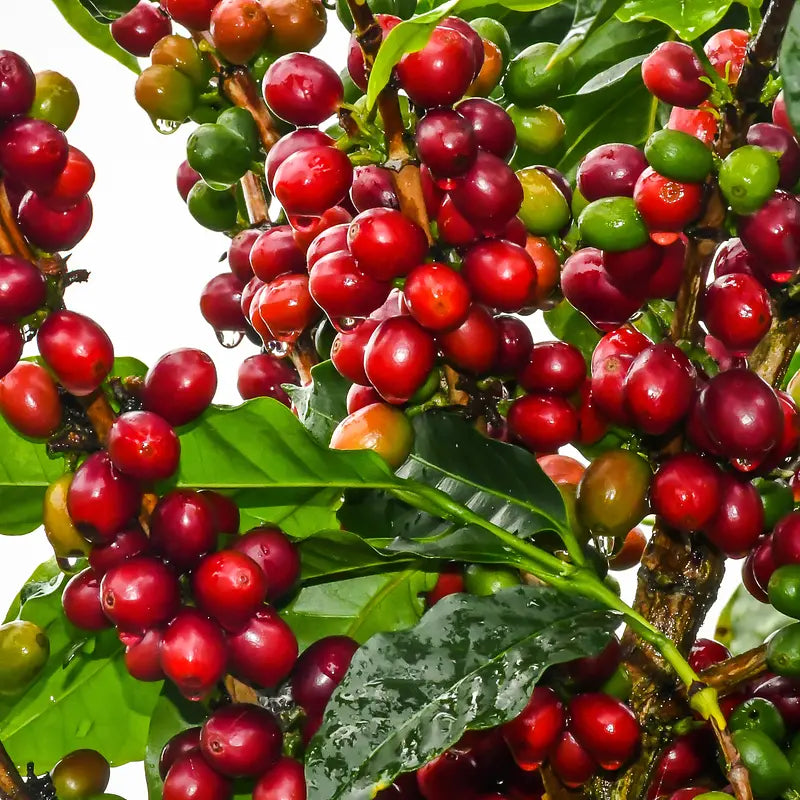 Organic Single Origin Colombia