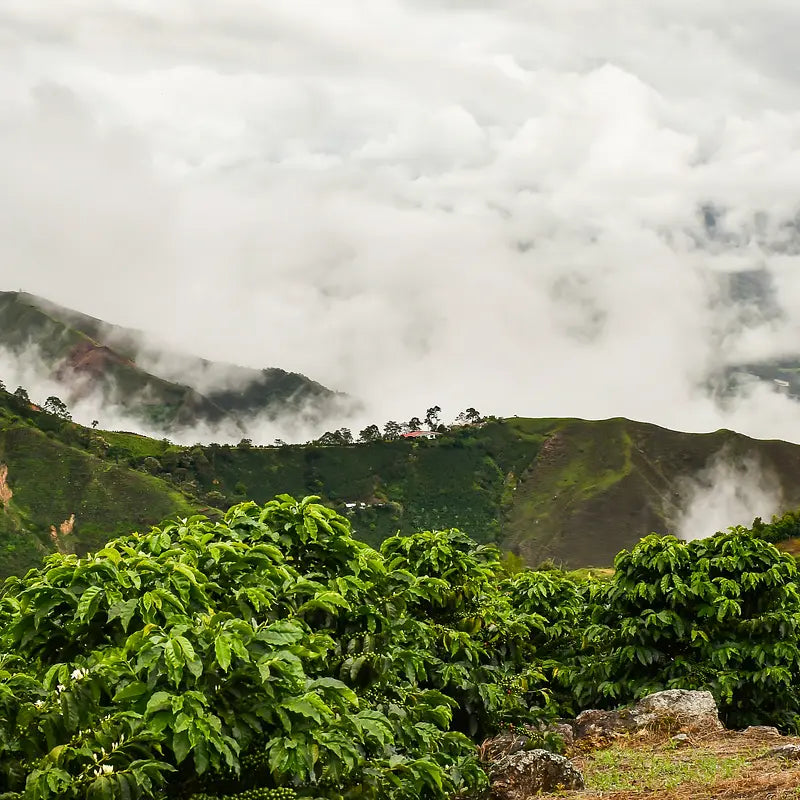 Organic Single Origin Colombia